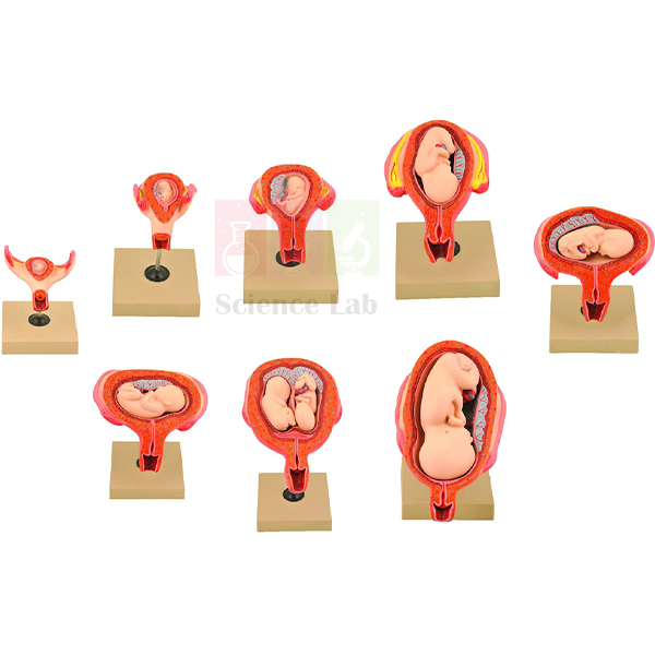 Human Embryo Development Set